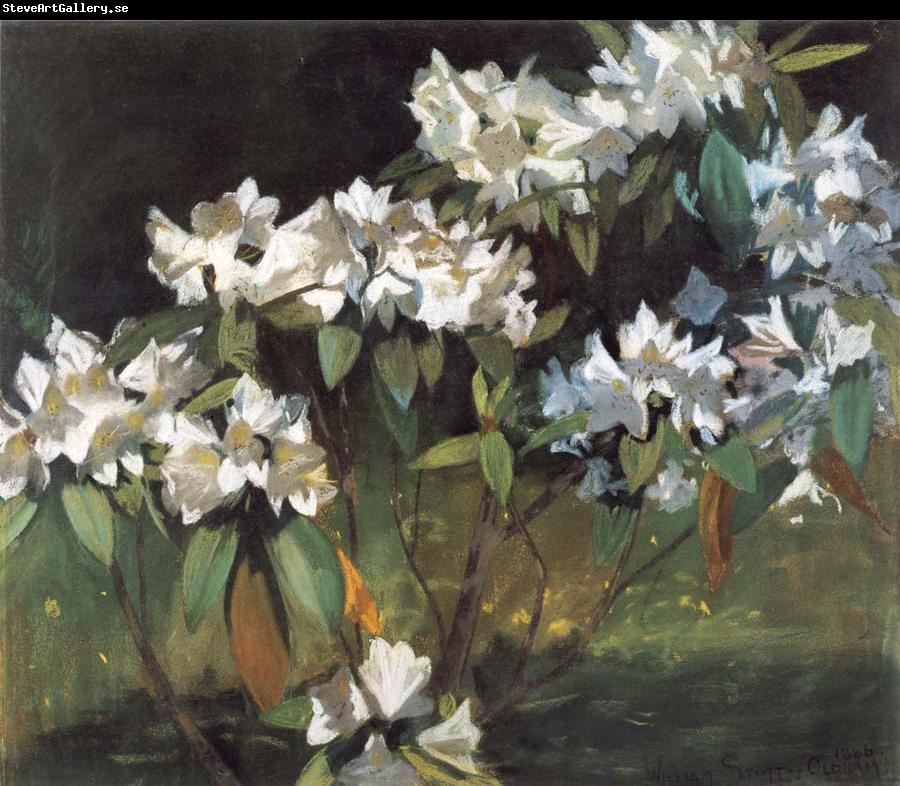 William Stott of Oldham White Rhododendrons